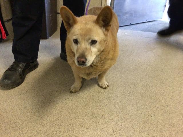Senior Welsh Corgi sentenced to die at shelter because she’s old