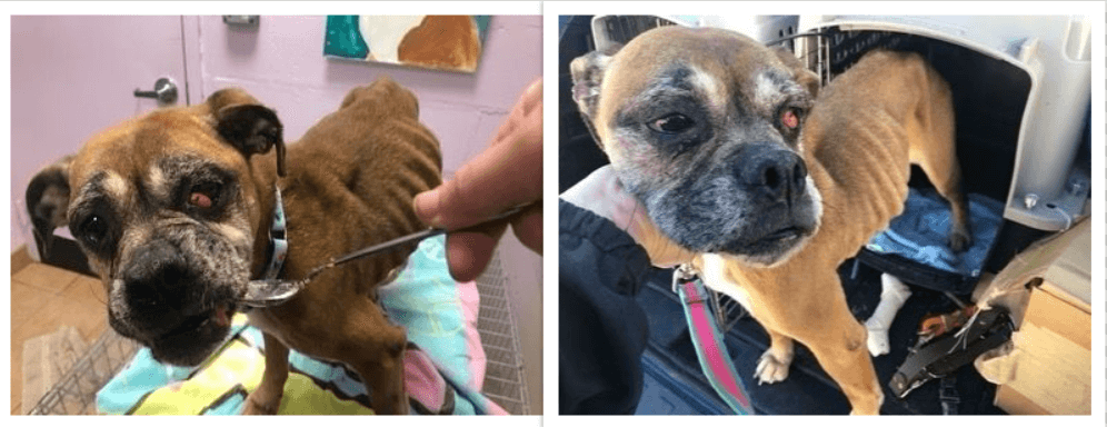 Emaciated senior dog receiving care after being found as stray in NJ
