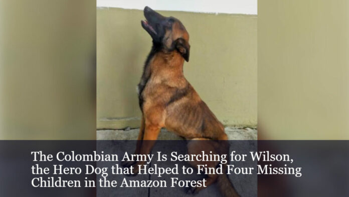 Search for missing Wilson the Belgian shepherd whose paw prints led rescuers to 4 children lost in Amazon for 40 days