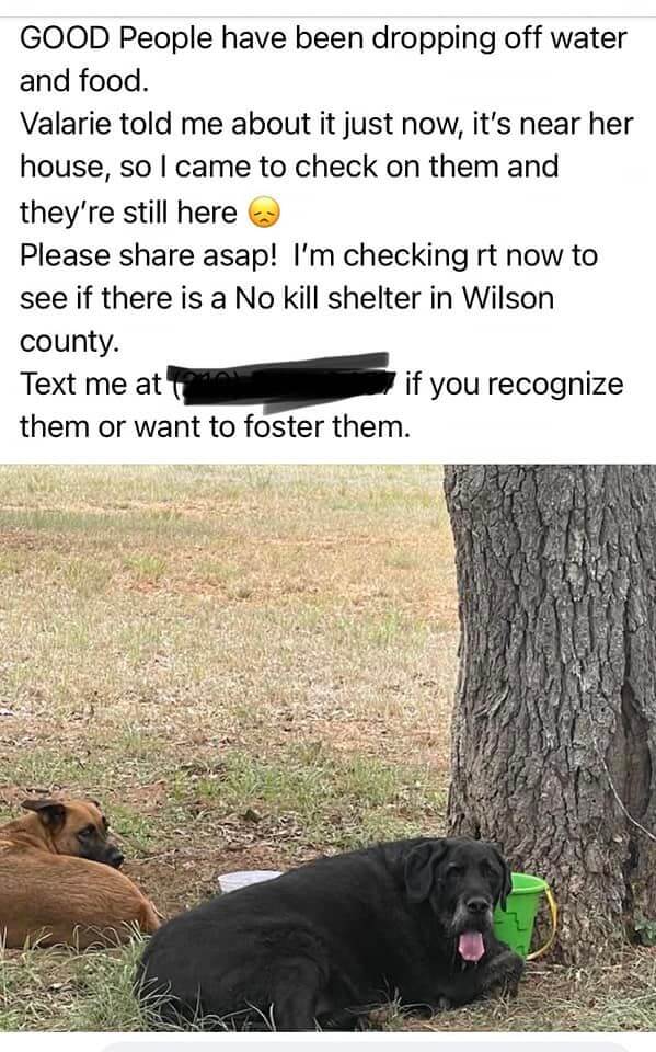 wilson-no-kill-dog-2