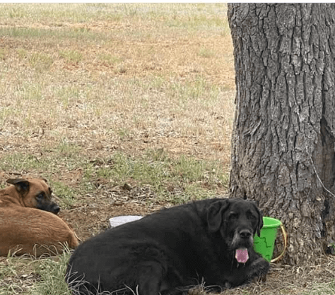 Two abandoned dogs: one pup morbidly obese and other dog guarding him waited for their no show owner