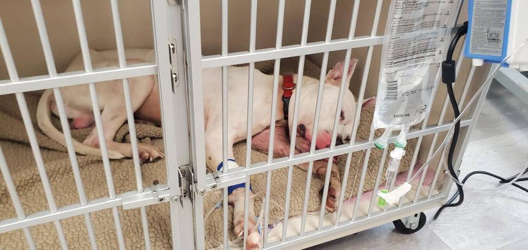 wilson-pit-1-1030x488-1