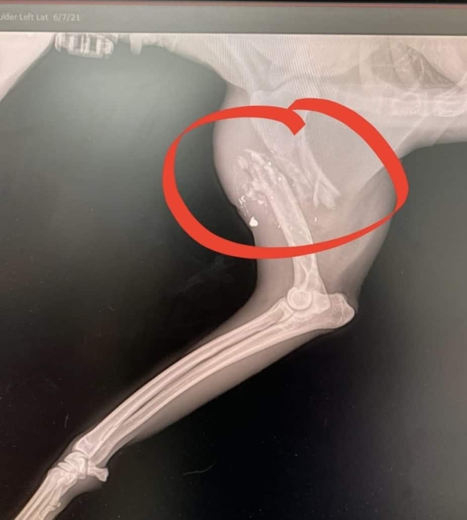 wilson-pit-2-925x1030-1