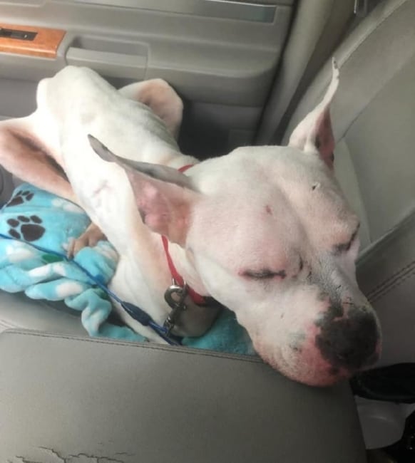 Emaciated pup suffering from gunshot wound found wandering Detroit streets