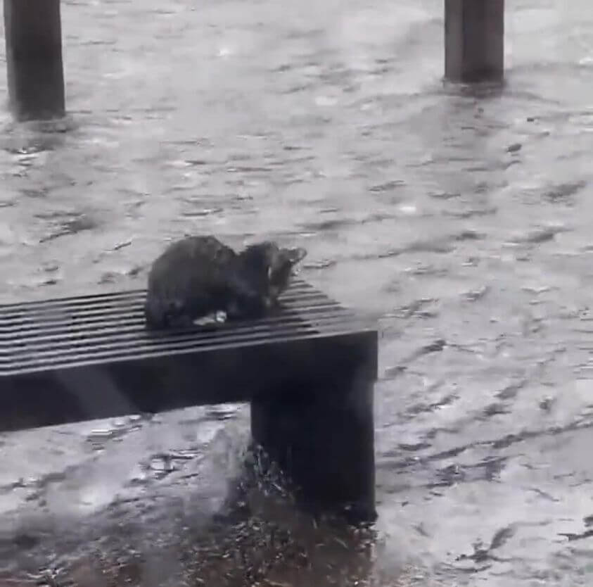 Kitten stranded on bench during hurricane rescued by awesome news crew