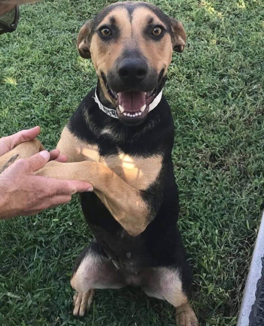 Dog returned to shelter for being ‘too loyal’