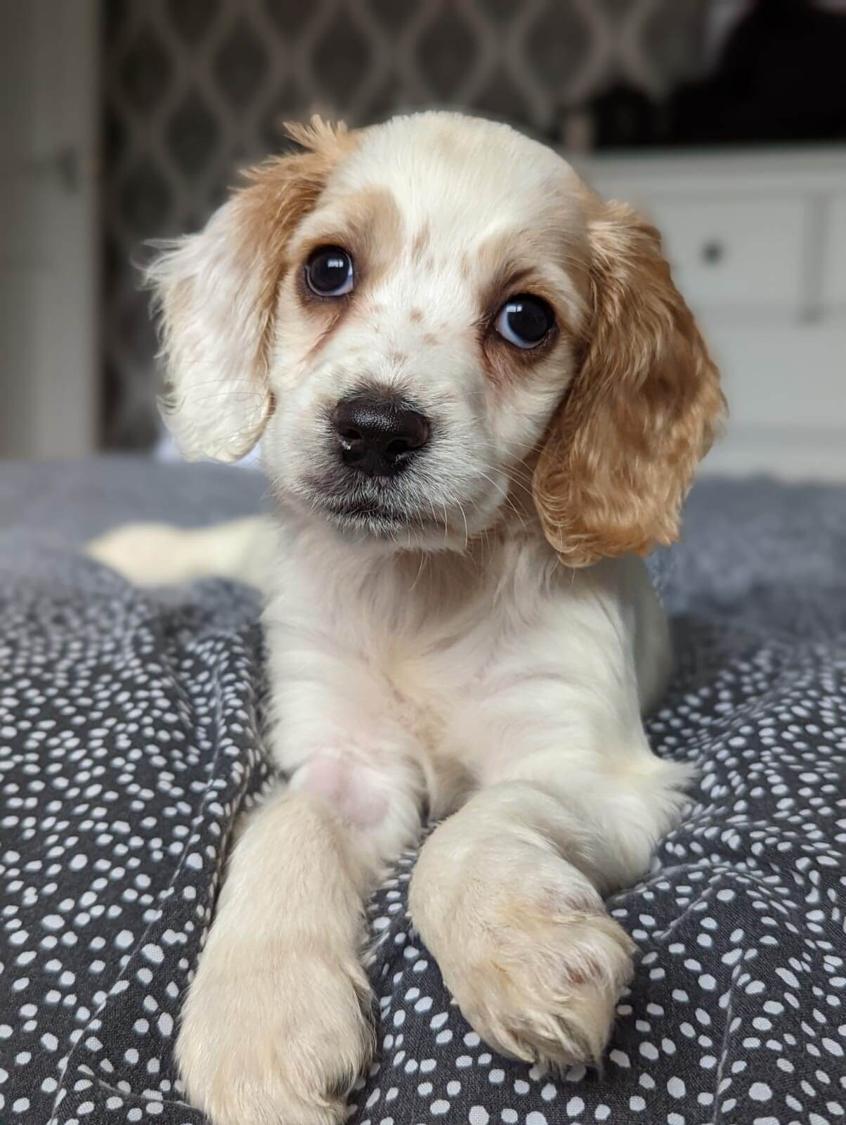 Winnie pup
