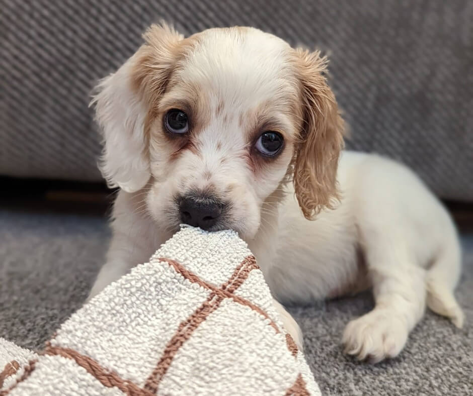winnie-pup-2