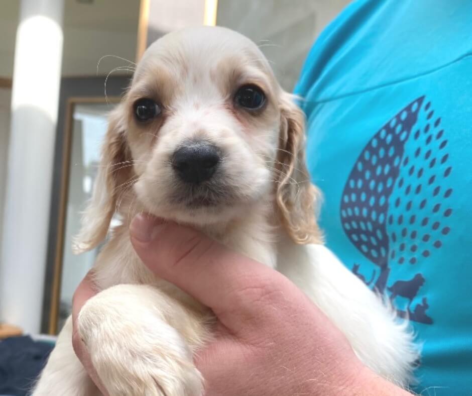 winnie-pup1