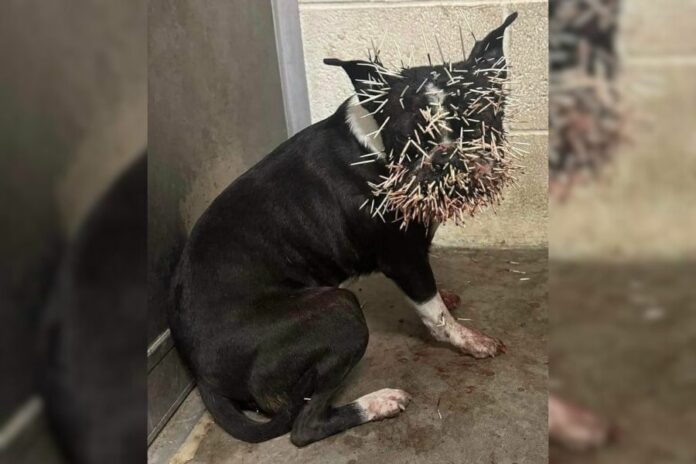 Winnie woofs through porcupine encounter: A reminder for dog owners