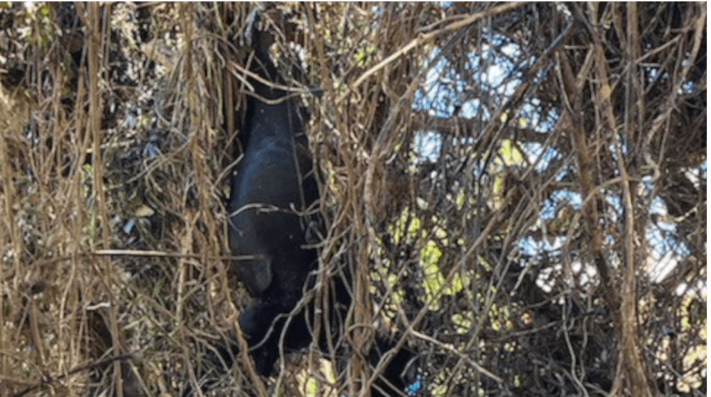 Bull Mastiff ended up in a tree tangled up for days after Australia severe flooding