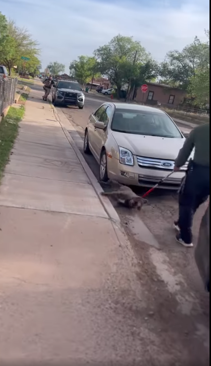 Residents outraged after beloved friendly dog who wandered neighborhood for treats cruelly dragged away by Animal Control