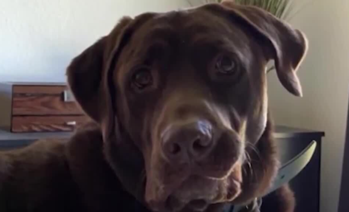 Winston the lab