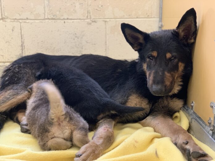 German shepherd tethered with her 2 puppies rescued from freezing cold and inhumane conditions