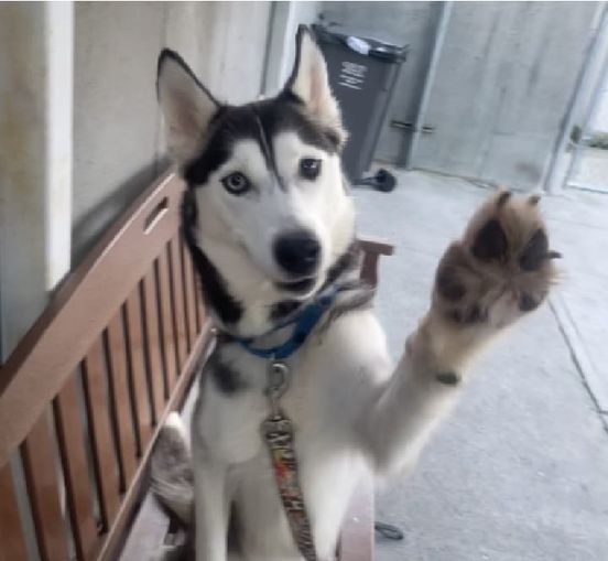 Husky ‘Winter’ offers one last wave for help before she is euth’ed at NYC shelter