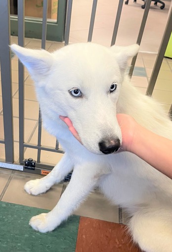 Winter white dog