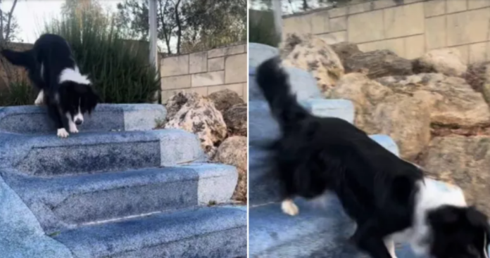 Border collie with special needs doesn’t let us down with her determination