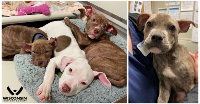 Four 2-month-old puppies abandoned in ditch recovering
