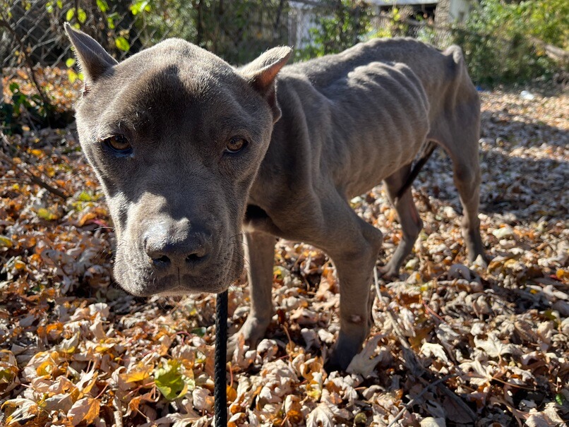 Miracle ‘warrior boy’ rescued on Thanksgiving survived the worst and now heads to the best life