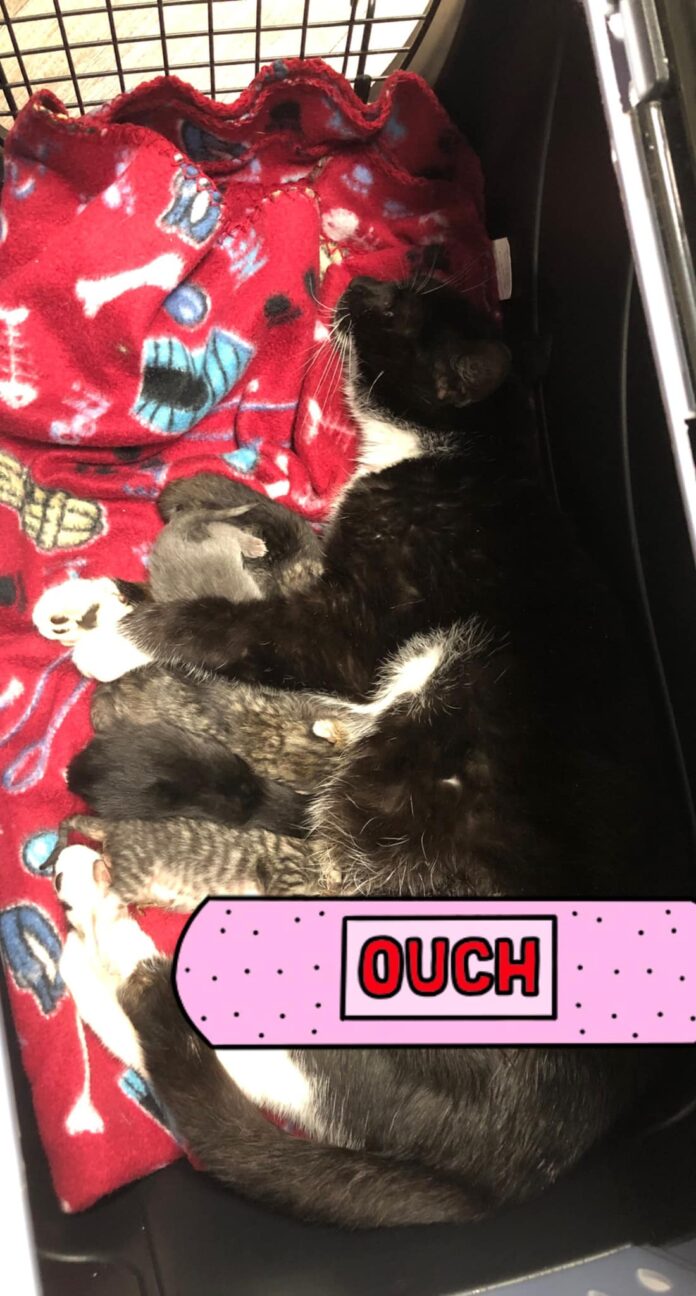 Brave mother cat used herself as a shield against dog attack to protect her newborn kittens