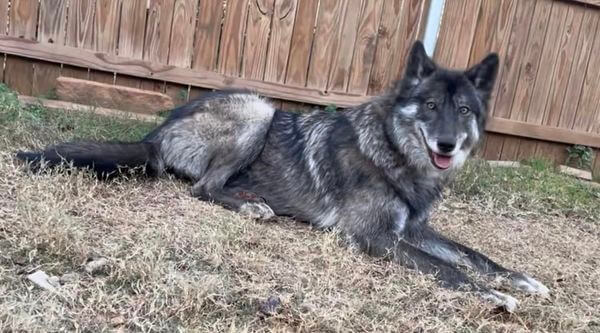 wolf-rescue-4