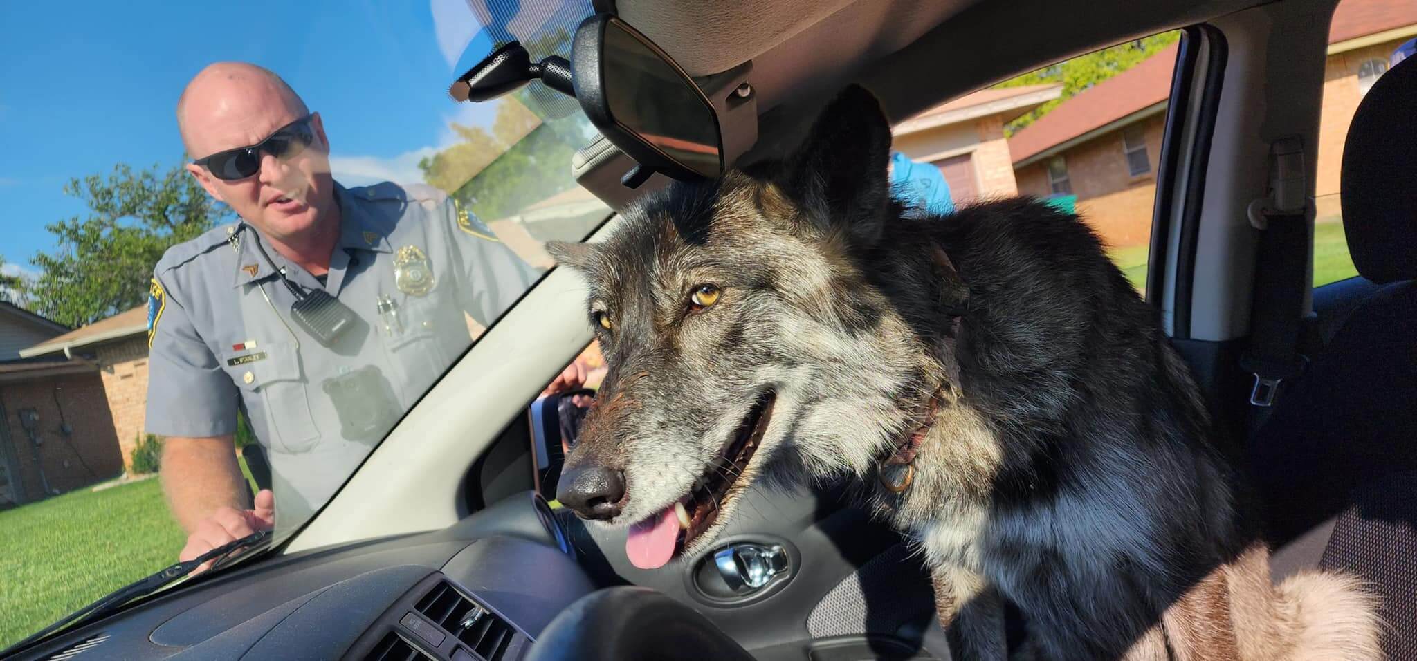 Pet wolf ‘more like cuddly puppy’ captured and returned to owner with help from awesome police officers