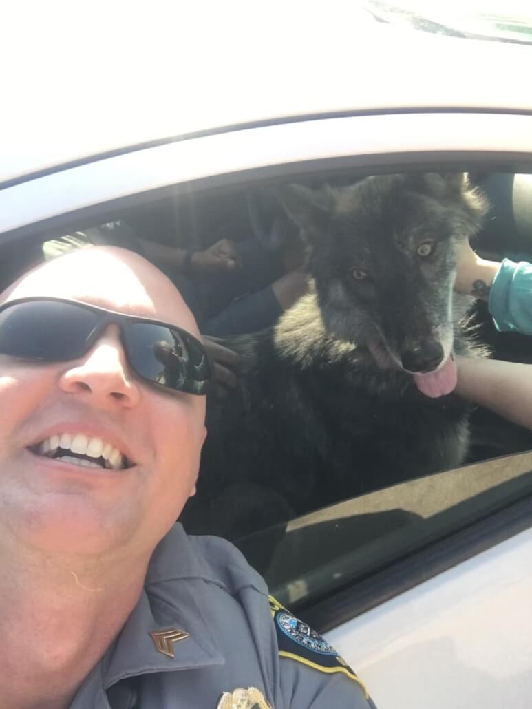 wolf-rescue1-773x1030-1