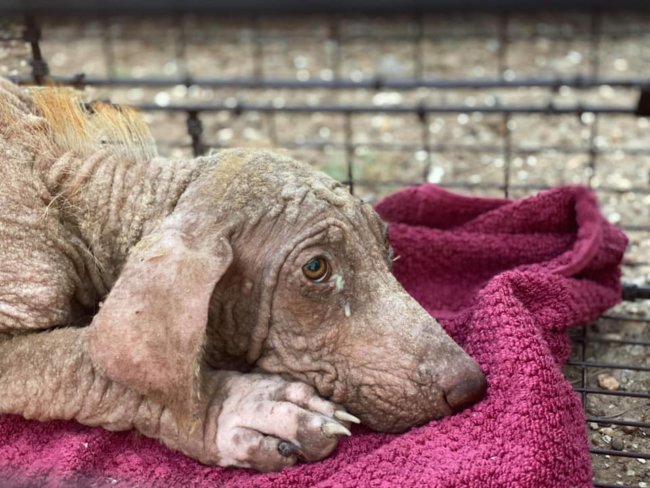 Stray 5-month-old puppy cried out in pain when raindrops fell on his leg