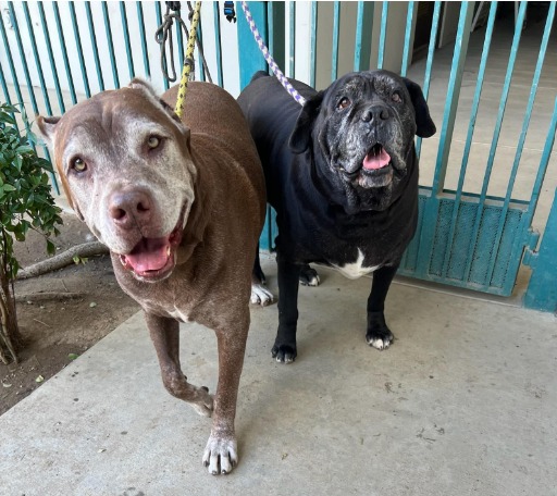 Heartbreaking story of seniors: Owner dumped 2 dogs at shelter two different times claiming they were ‘strays’