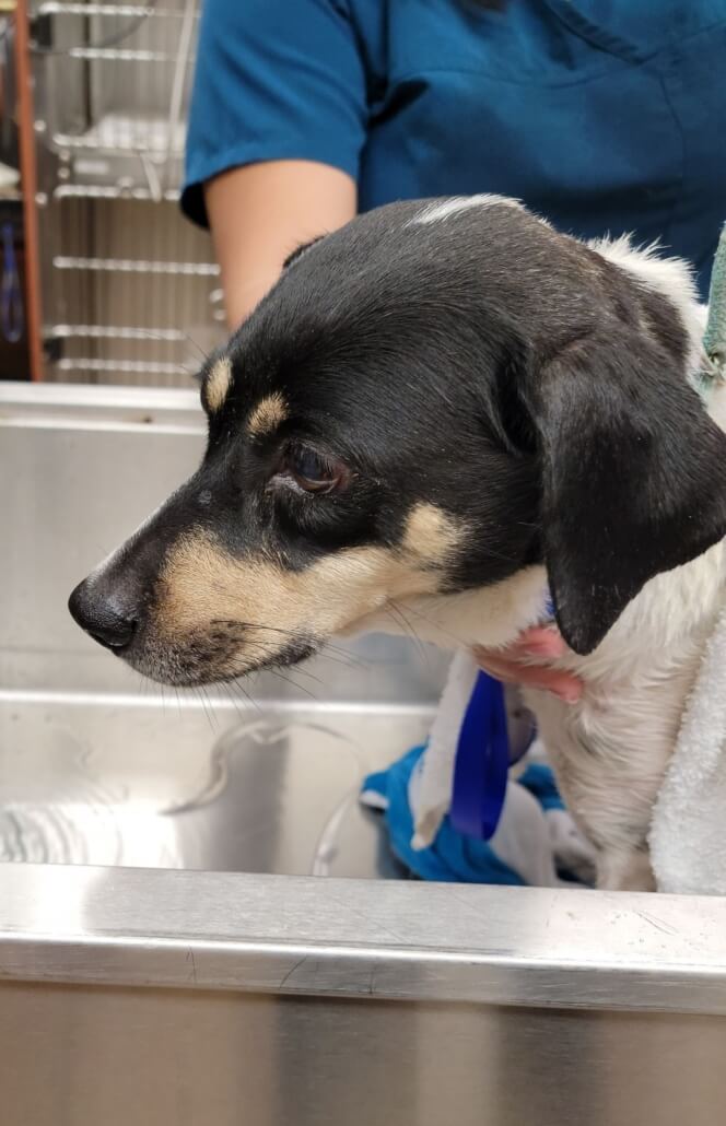 wpb-dog-rescue-3-664x1030-1