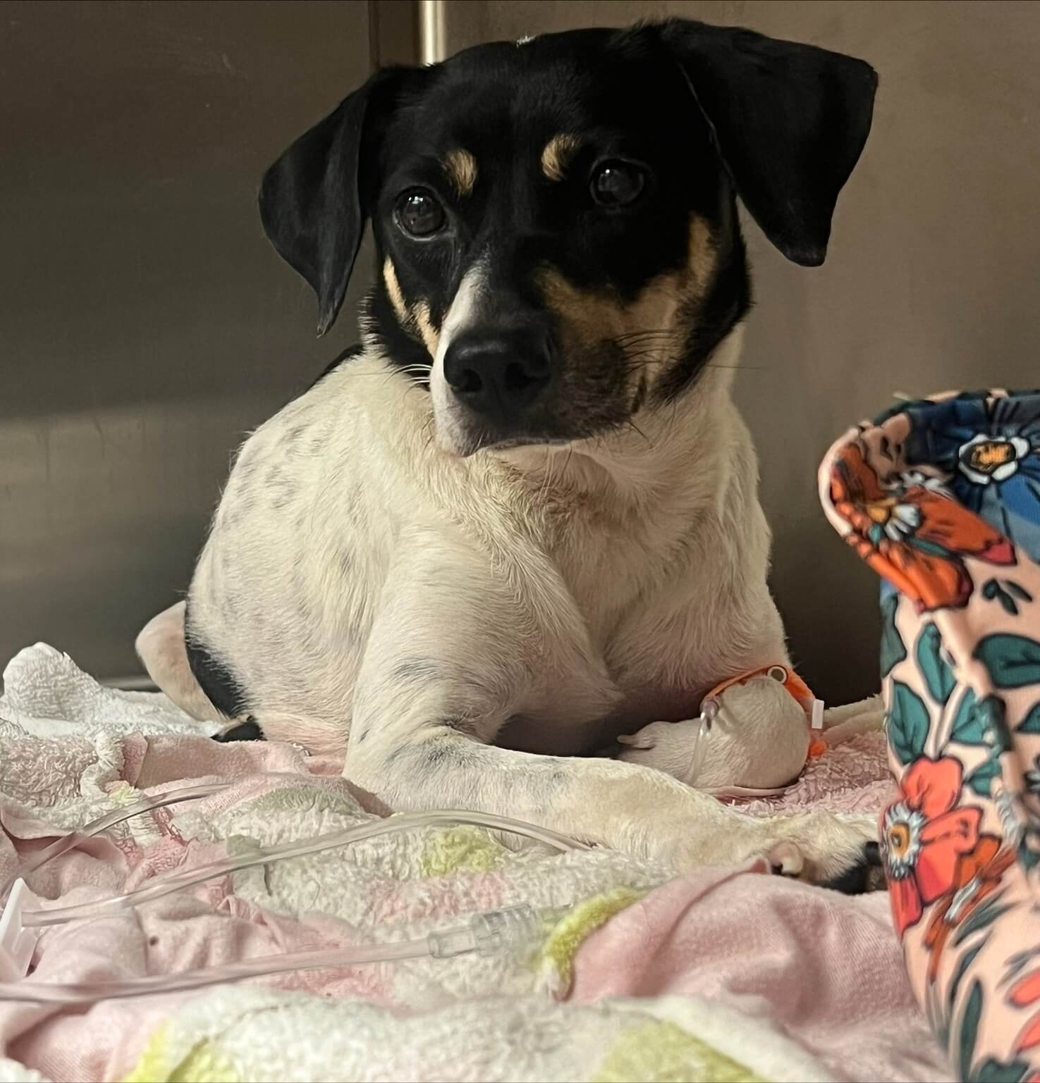 Police come to rescue of ‘doggone’ pup weaving in traffic at rush hour