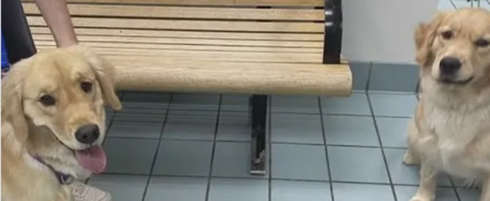Wrong dog at daycare