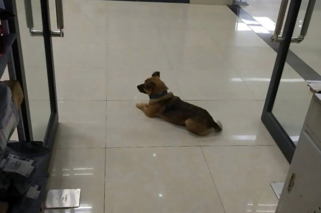 Dog waits at hospital three months after his owner died from Covid-19