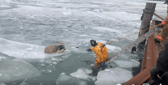 Lucy what have you done? Newly adopted pup stranded on floating ice chunk in Detroit
