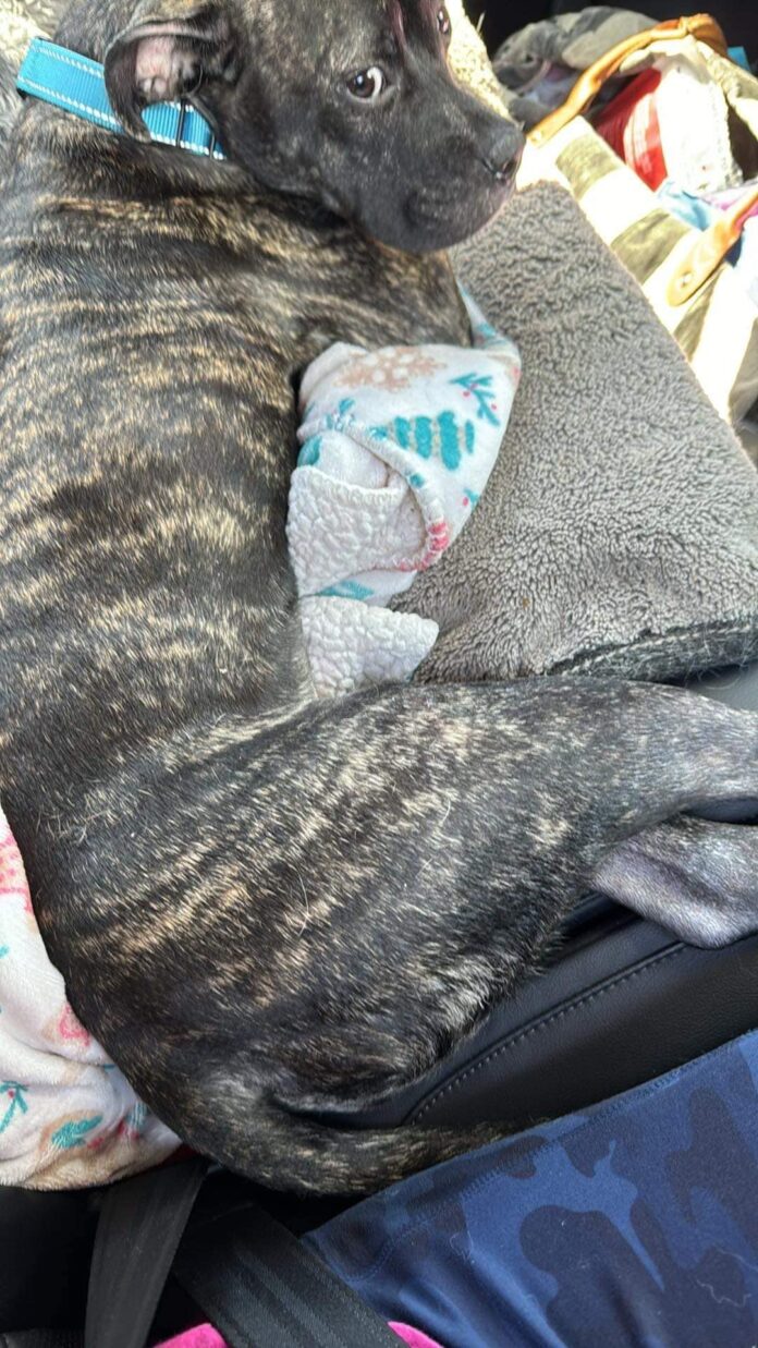 Days after adoption ‘pure sugar’ pup fell from third floor balcony and now making miraculous recovery