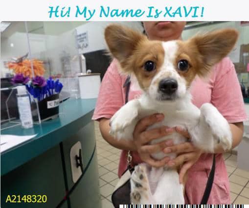 No more chances for this little stressed pup’s behavior and urgent rescue needed