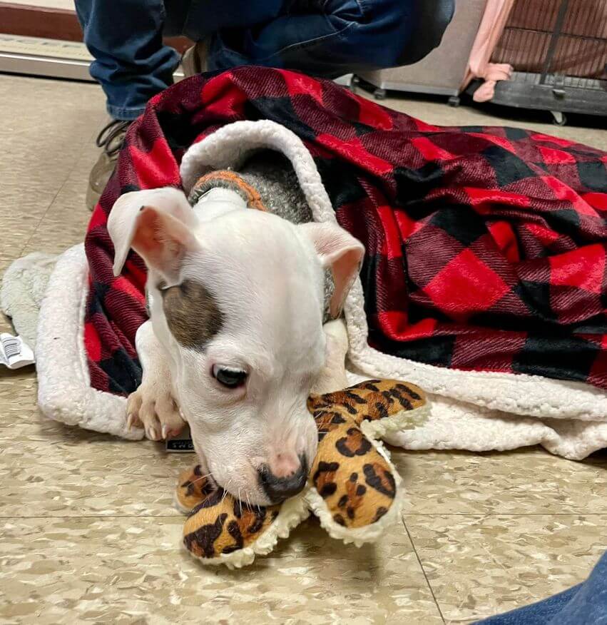 Abandoned in a crate and left on curb like garbage 12-week-old puppy making miraculous recovery