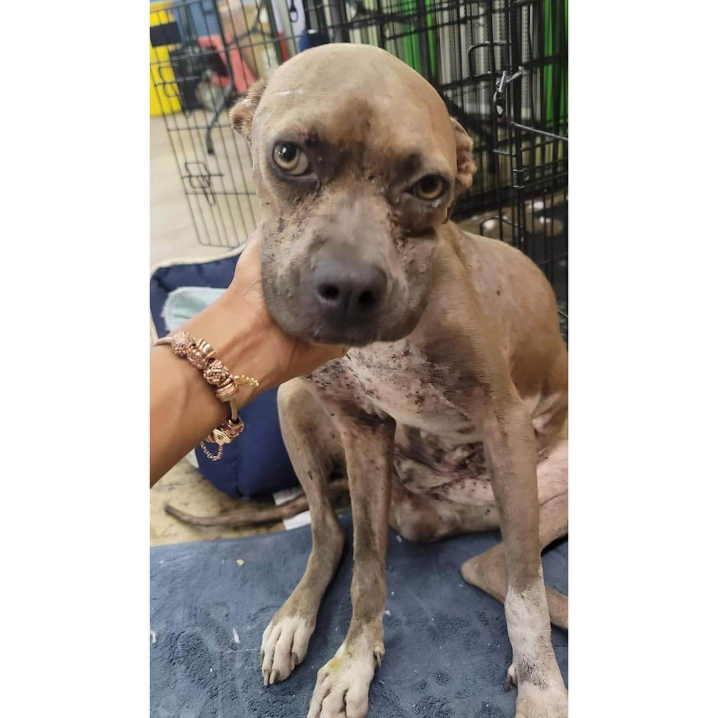 From trash to a treasure Xena had given up but then someone cared just in time