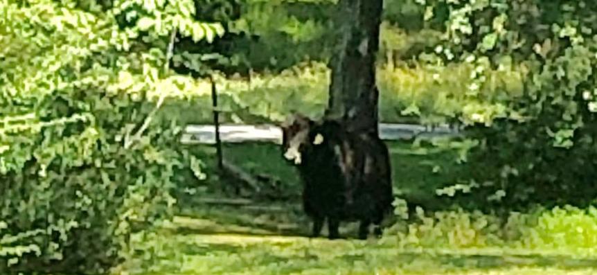 Escaped yak won’t come back