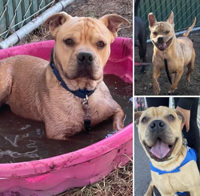 Sweetest chunky monkey pup on euth’ list at shelter ‘so he doesn’t get kennel stress’