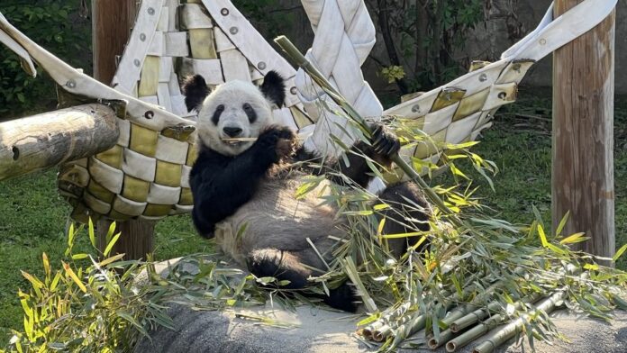 YaYa the giant panda is on her way home to China amid some complaints of mistreatment