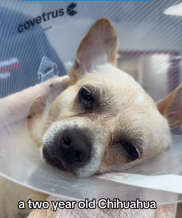 UPDATE: Heartbreaking discovery of 2 year old abandoned Chihuahua wearing pain patch and crying out