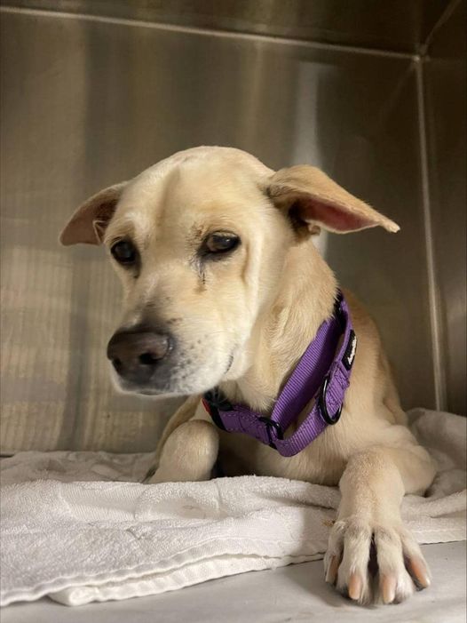 Senior’s health deteriorating at Miami animal shelter and now in danger of euthanasia