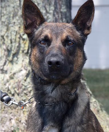 Hero dog, Yoda helped capture escaped prisoner in Pennsylvani
