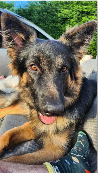 Missing German shepherd puppy found after 18 hours in middle of highway as cars zoomed past