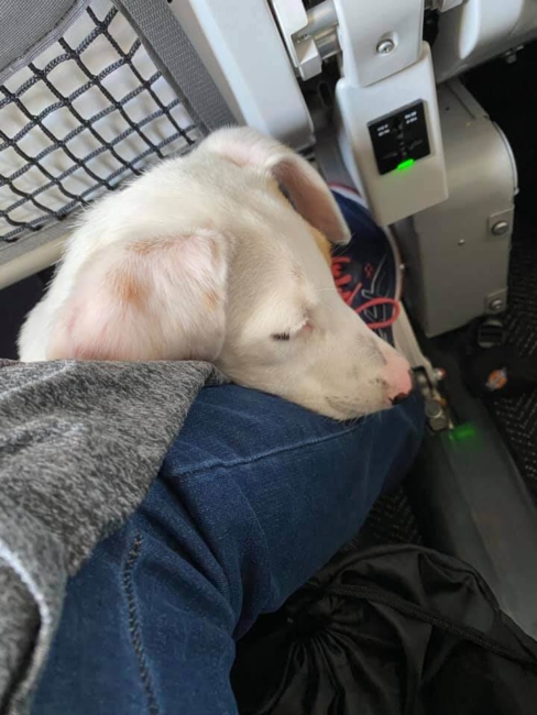 UPDATE: Defeated pup with bloated belly to get a chance at life