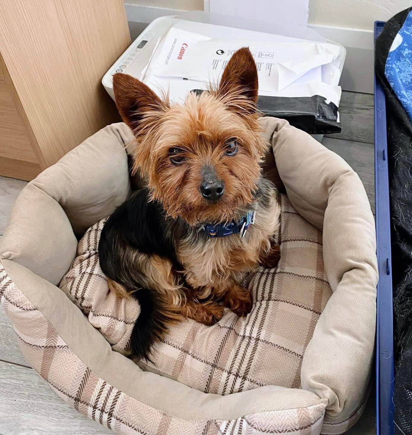 Four year old Yorkie dropped off at vet to be euthanized because his family didn’t want him
