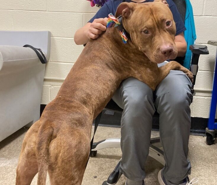 Playful energetic ‘Yoshi’ who once cuddled with his mom no longer wanted when his family truly failed