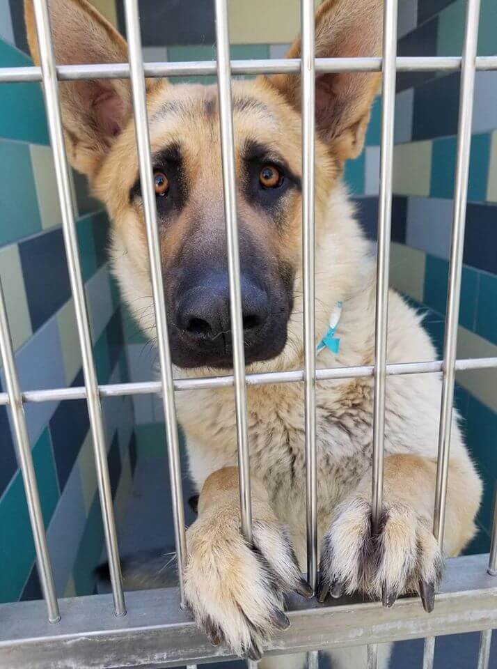 young german shepherd out of time Last call for a young German shepherd