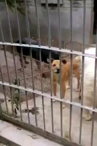yulin-dogs-rescued-2